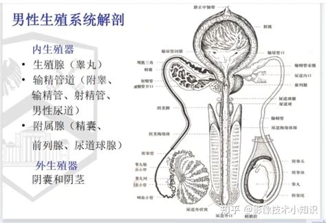 生殖器長一顆